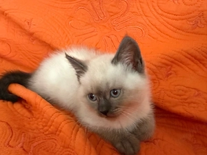    Letztes BKH Color Point Mädchen sucht ein liebevolles Zuhause!   