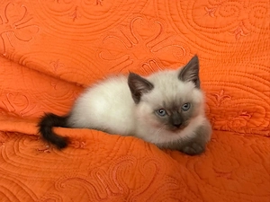 BKH Katze Point Color -1W frei