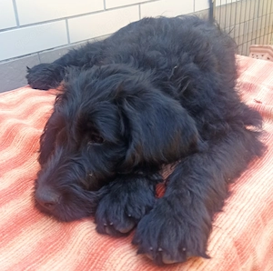 Labradoodle Welpen F1 schwarz weiblich mit Ahnentafel bereit für ihre neuen Lieblingsmenschen
