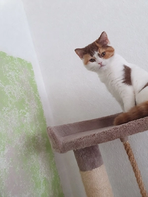 Bkh Coco Abzugeben 