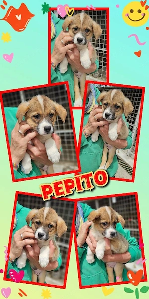 wunderschöner Welpenjunge "Pepito" sucht ein liebevolles Zuhause