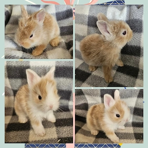 Niedliches Zwergkaninchen, Löwenkopf Teddyzwerg Hase