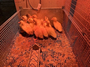 jungen Enten ........