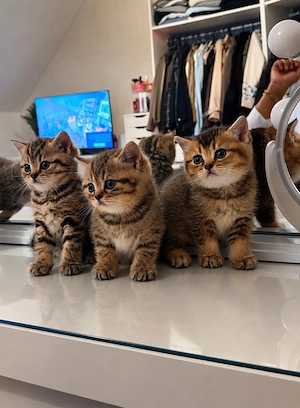 Reinrassige BKH Kitten