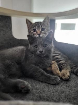 BKH Katzenbabys Kitten