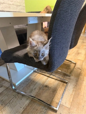XXL Maine Coon Kitten 