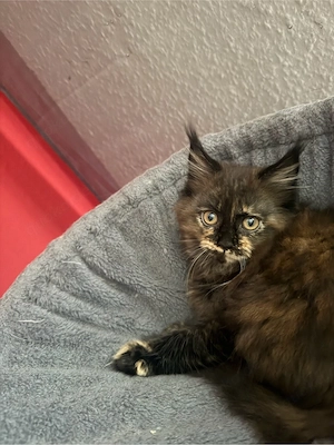 XXL Maine Coon Kitten 