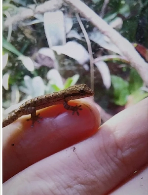 jungferngecko gecko zwerggecko 