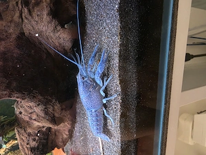 Blaue Floridakrebse abzugeben 