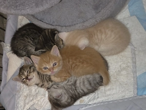 5 BKH   Maine coon-kitten suchen ein neues Zuhause