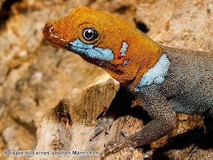 Blauer Rotkopfgecko (Gonatodes albogularis)   DNZ 2026