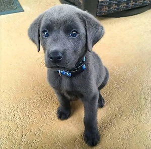 Labrador-Retriever-Welpen 