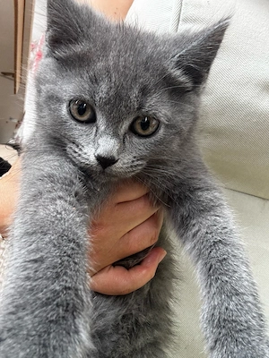bkh kitten 