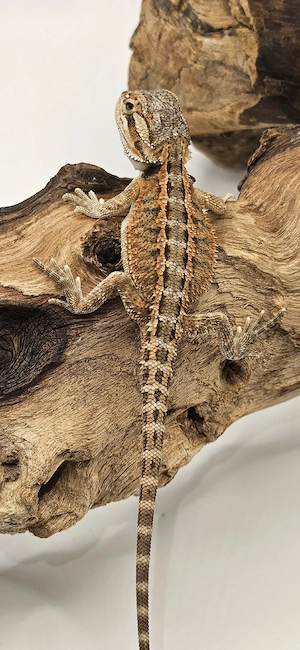 Vorankündigung - "Monsterbolt" pogona vitticeps Bartagame 