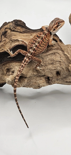 Vorankündigung - Monsterbolt pogona vitticeps Bartagame