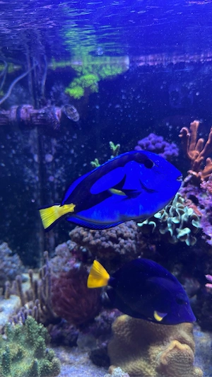 Paletten Doktorfisch