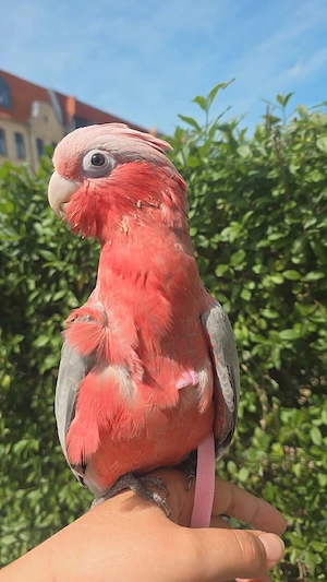 Rosa Kakadu