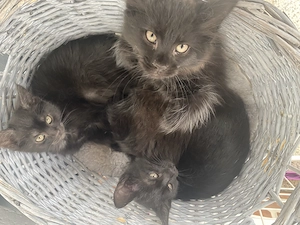 Maine-Coon-Mix-Kätzchen suchen ein liebevolles Zuhause