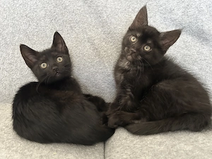 2 süße Maine-Coon-Mix-Kätzchen abzugeben