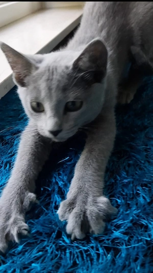Russisch Blau Mädchen Kitten katze