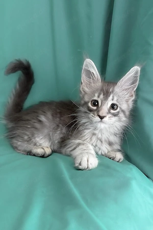 Wunderschönes 3 Monate und 4 Tage altes Maine-Coon-Kätzchen sucht ein liebevolles Zuhause     