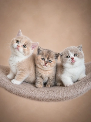 Britisch Kurzhaar Kitten lilac tortie white bkh kater katze