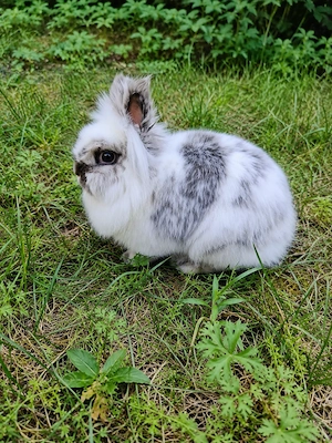 Verschenken Kaninchen Löwenzahnköpfchen 