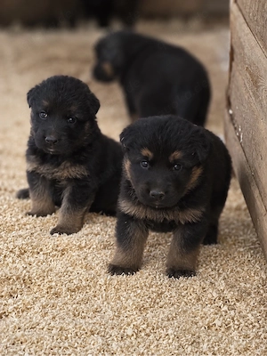 Altdeutsche Schäferhund welpen