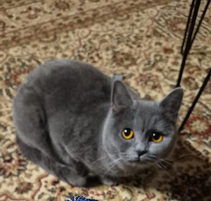Britisch kurzhaar katze