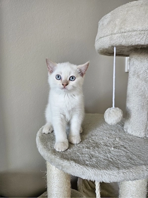 red point kitten männlich