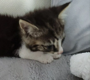 katzenbaby 