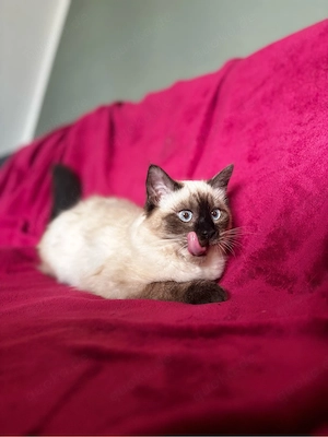   Reinrassiges Ragdoll-Kitten sucht liebevolles Zuhause   