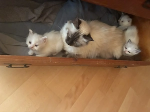 wunderschöne Ragdoll-Heilig Birma Kitten