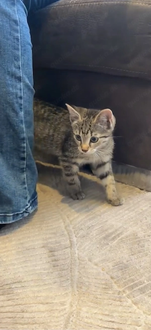 Katze Minnie zuverkaufen 170 