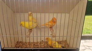 Kanarienvögel in verschiedenen Farben