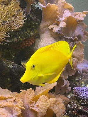Meerwasser- Fische abzugeben. Hawaii Doktor, Fuchsgesicht, Zwergkaiser, Lippfisch usw.