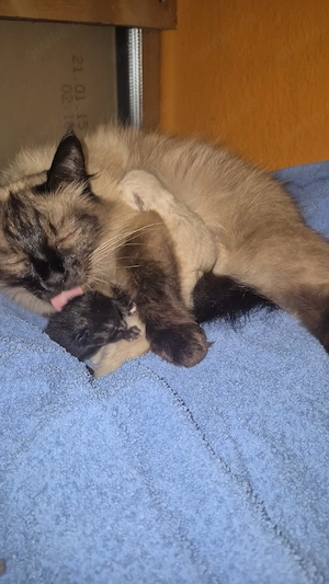 Siam kitten mix katzen 