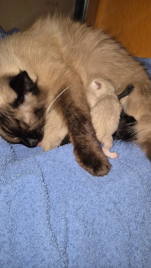 Siam kitten mix katzen 