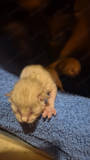 Siam kitten mix katzen 