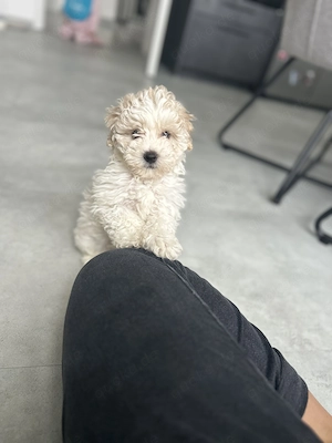 Maltipoo 13 Wochen Rüde  