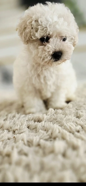 Maltipoo 13 Wochen Alt 