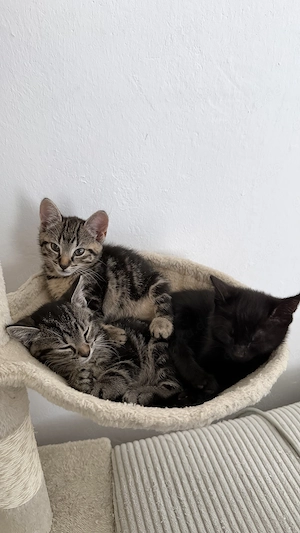 Zwei unzertrennliche Katzenmädchen suchen gemeinsam ihr Für-immer-Zuhause 