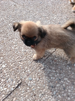 shih tzu Chihuahua rüde