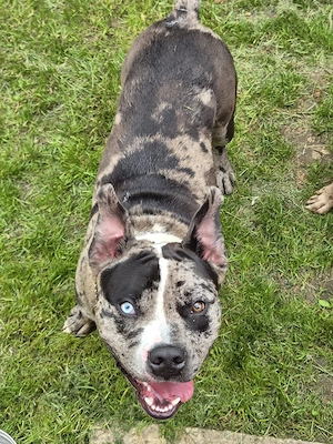 xl american bully 