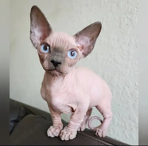 Die Sphynx-Katze