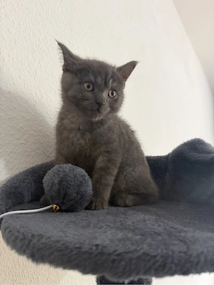 Britische kurzhaar katze 