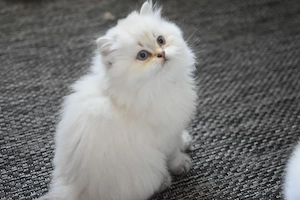 Blh Kater kitte choco bkh