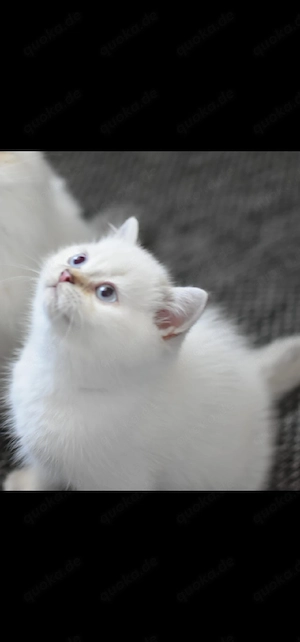 BKH kitte Kater choco point 
