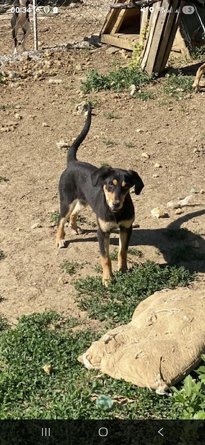 amaya sucht noch ihr zuhause