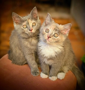 Nur im Doppelpack zu haben!  Zwei zauberhafte BKH Mädchen in Blue-Tortie-White und Blue-Tortie